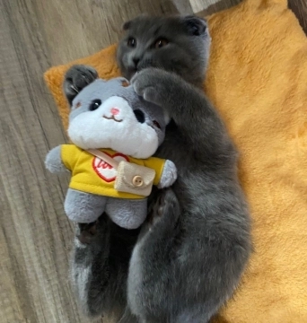 Scottish Fold
