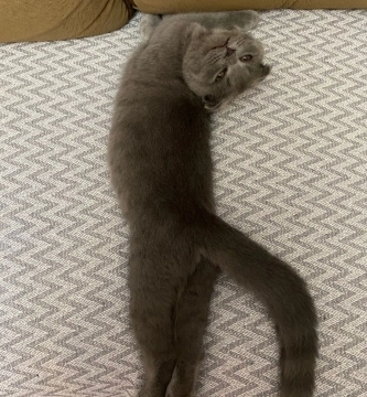 Scottish Fold