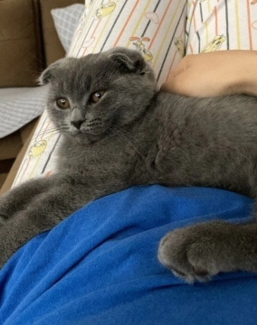 Scottish Fold