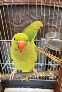 Tutuquşular