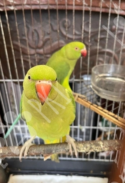 Tutuquşular