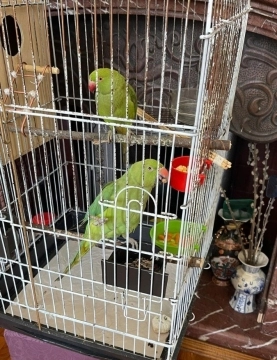 Tutuquşular