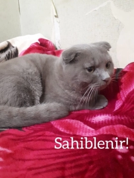 Şotland pişiyi sahibləndirilir