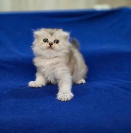 Шотландский котята