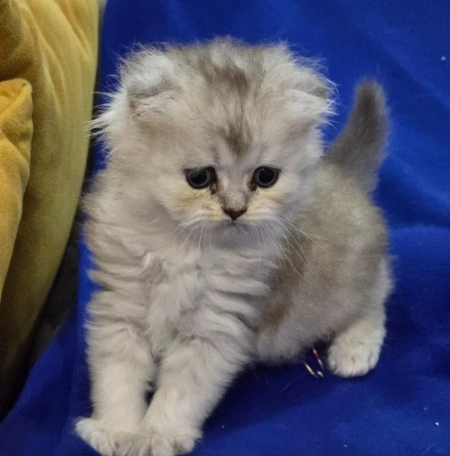Шотландский котята