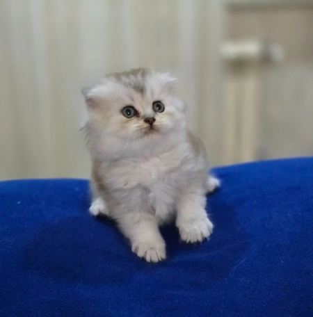 Шотландский котята