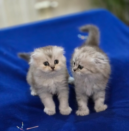 Шотландский котята