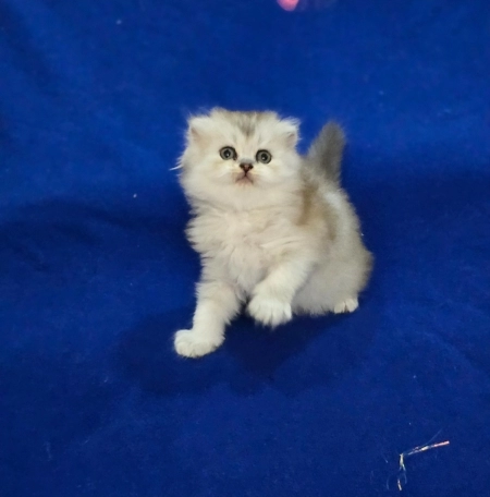 Шотландский котята