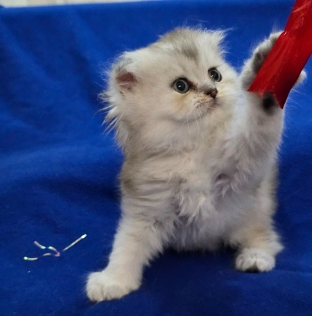 Шотландский котята