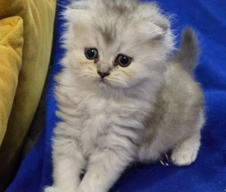 Шотландский котята