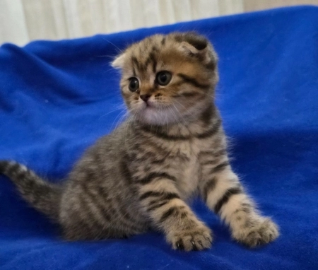 Шотландский котята