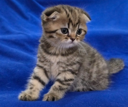 Шотландский котята