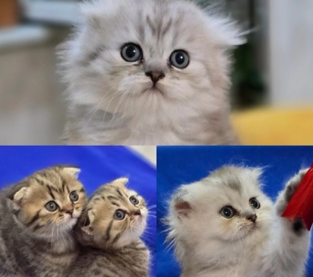 Шотландский котята