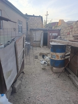 Brama xoruzu ve fərəsi
