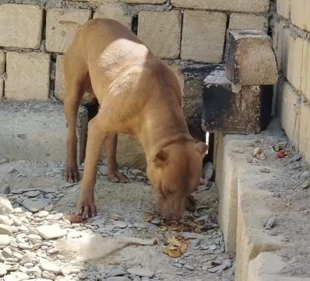 Pitbul