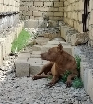 Pitbul