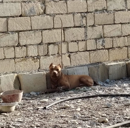 Pitbul
