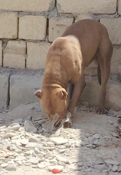 Pitbul