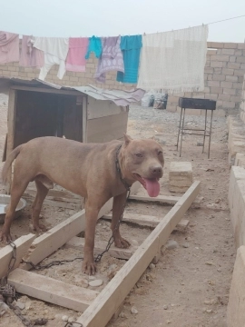 Pitbul
