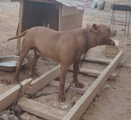 Pitbul