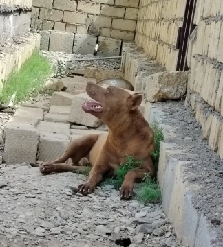 Pitbul