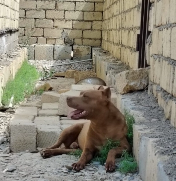 Pitbul