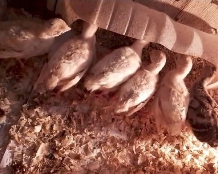 Hinduşka cücələri