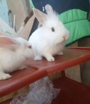Karlik dovşanlar
