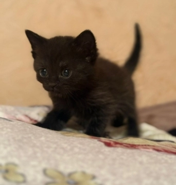 Şotland pişiyi