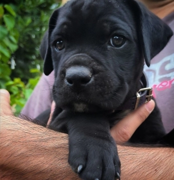 Kane korso