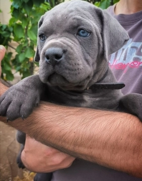 Kane korso