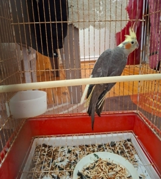 Korella