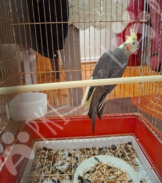 Korella