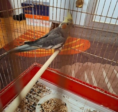 Korella