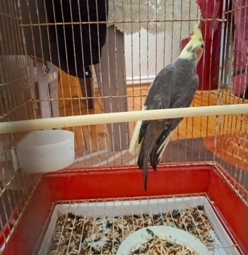 Korella