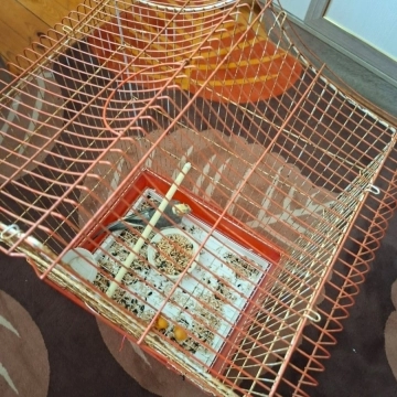 Korella