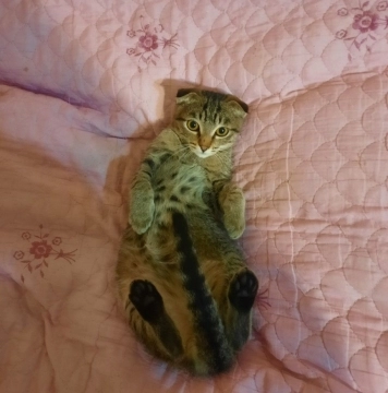Şotland bala etibarlı əllərə verilir