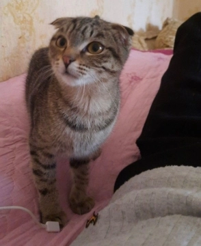 Şotland bala etibarlı əllərə verilir