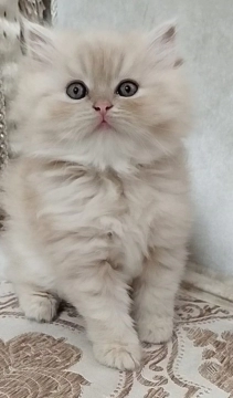 Pers pişiyi