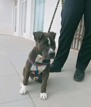 Pitbul Rednose