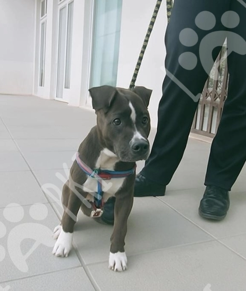 Pitbul Rednose