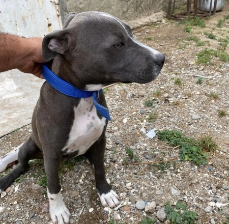 Pitbul Rednose