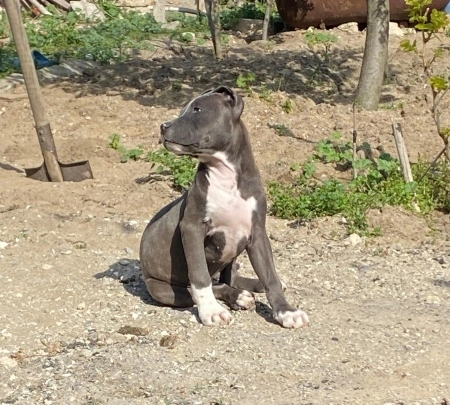 Pitbul Rednose