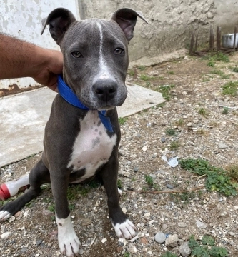 Pitbul Rednose