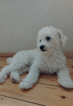 Pudel