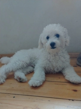 Pudel