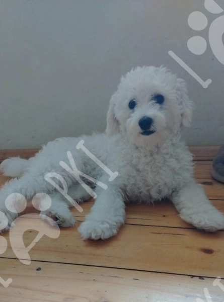 Pudel