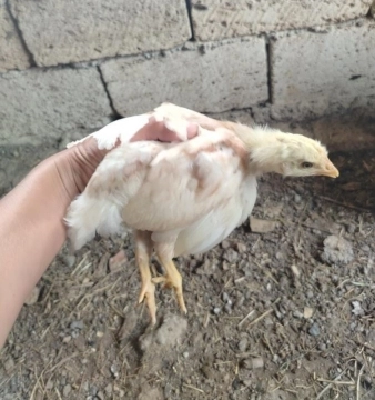 Cücələr