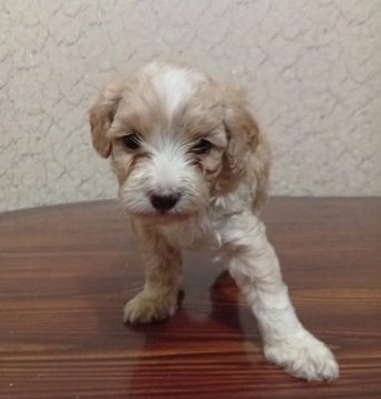 Pudel