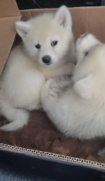 Akita-inu